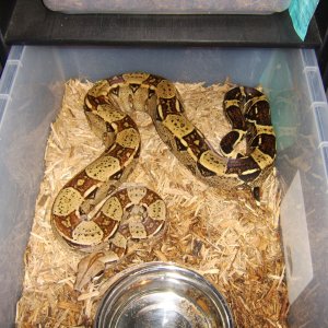 03_-_Male_-_Het_Albino_Red_Tail_Boa