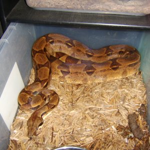 04_-_Male_-_Double_Het_Ghost_Salmon_Red_Tail_Boa