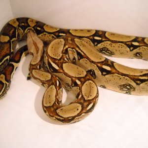CBLT