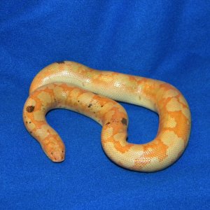 Snakes_and_Julie_014