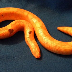 Snakes_and_Julie_015