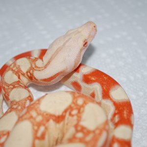 Coral albino