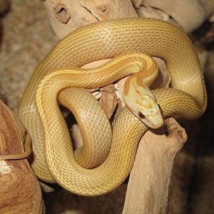 Amber Blood Striped