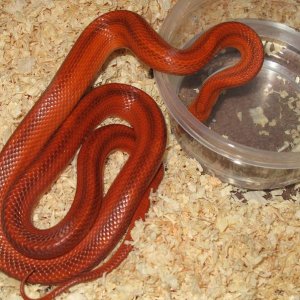 Bloodred Motley