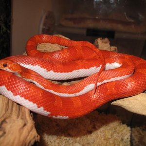 Hypo Blood Pied Sided
