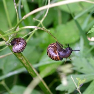 Duo