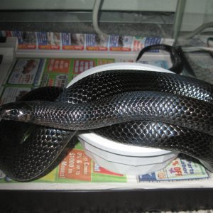 Black Milksnake Male