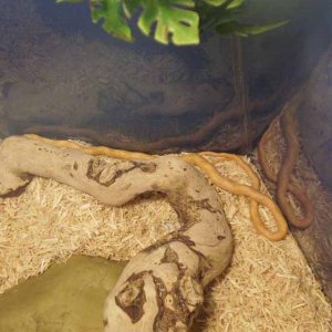 albino_rat_snakes_006