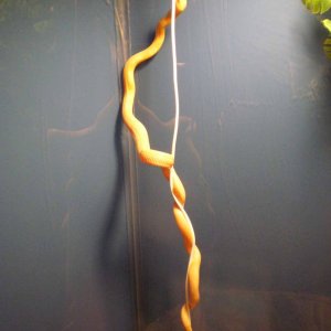 albino_ratz_005