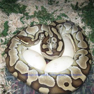 Delilah's first clutch ever