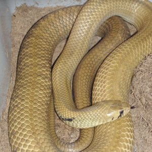 Unicolor