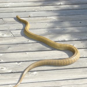 unicolor