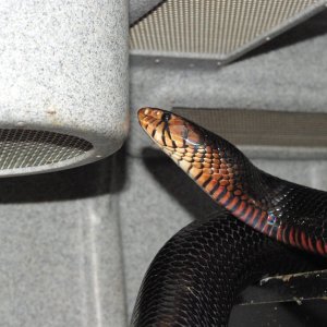 eastern male