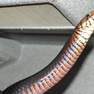 eastern male