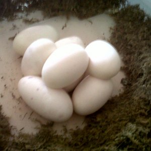 2010_eggs_436