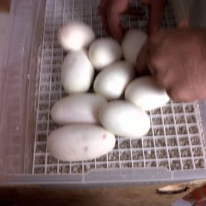 2010_eggs_439