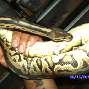 ball_python_morphs_013