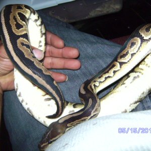ball_python_morphs_014
