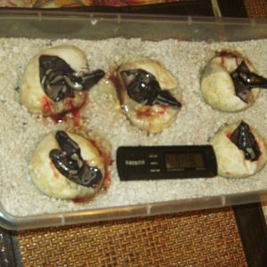 eggs_open_002