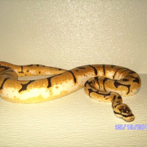 snakes_pic_day_004