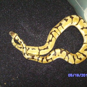 snakes_pic_day_007