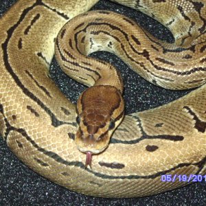 snakes_pic_day_019