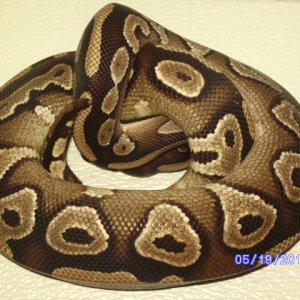snakes_pic_day_020