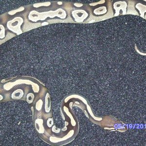snakes_pic_day_024