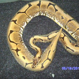 snakes_pic_day_033