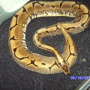 snakes_pic_day_034