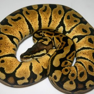 some pics