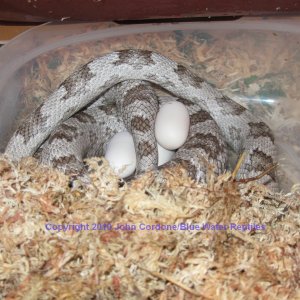 Wanda lays 15 eggs today