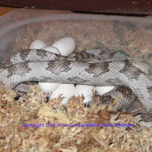 Wanda lays 15 eggs today
