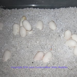 Wanda lays 15 eggs today
