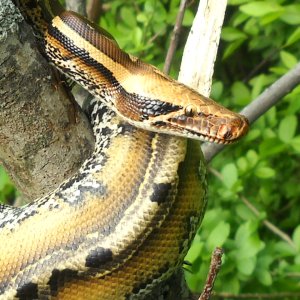 chuck69 my snakes