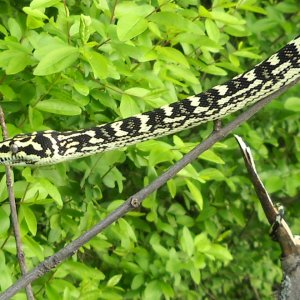 chuck69 my snakes..