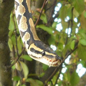 chuck69 my snakes.
