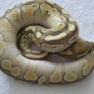 ghost_butter_5