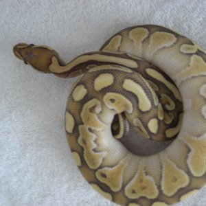 ghost_butter_6