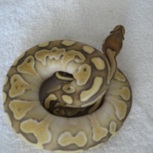ghost_butter_7