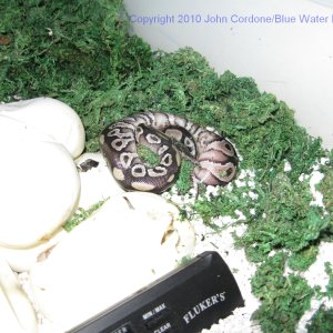 Samson and Juliet's Babies for 2010