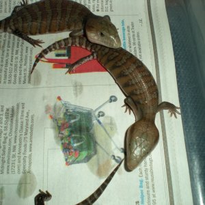 blue tongue babies 2010
