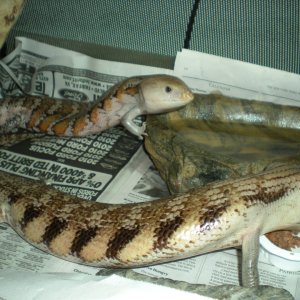 blue tongue babies 2010