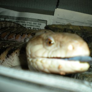 blue tongue babies 2010