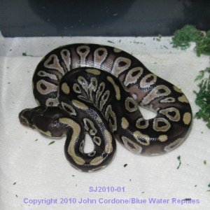 Samson/Juliet's Babies 2010