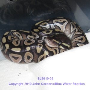 Samson/Juliet's Babies 2010