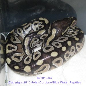 Samson/Juliet's Babies 2010