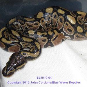 Samson/Juliet's Babies 2010