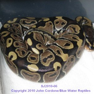Samson/Juliet's Babies 2010