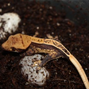 New pinner baby! Third one from my AC Pinstripe pair